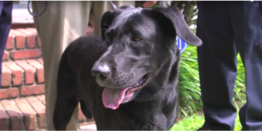 Sophie the Dog's Lifesaver Story Sophie the Dog's Lifesaver Story