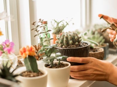 Gardening Tips Gardening Tips