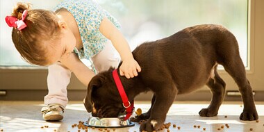 Pet Safety Tips Pet Safety Tips
