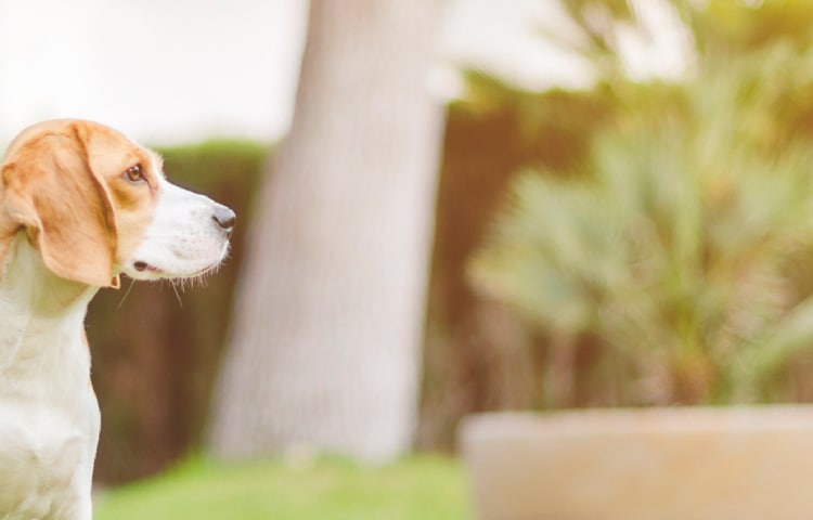 Dog Owner Tips Dog Owner Tips
