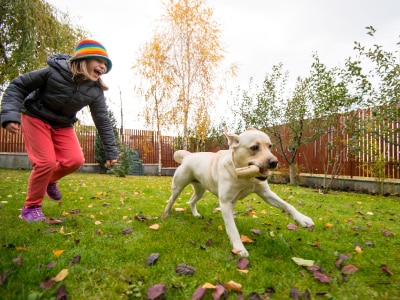 Dog Outside