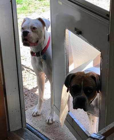 Angela Cambpell's dogs at the door.