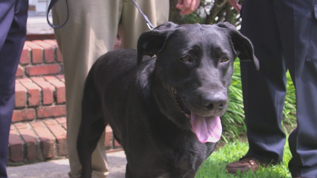 Chris Sacra Pet Lifesaver Chris Sacra Pet Lifesaver