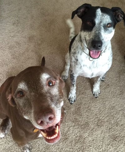 The Collins family dogs, Brutus and Dodge.