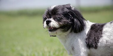 The Hebert family dog, Lou Lou The Hebert family dog, Lou Lou