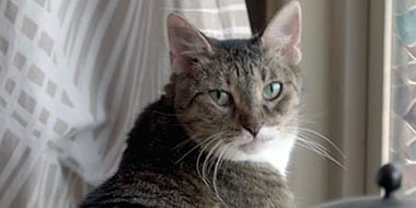 https://www.adt.com/content/dam/adt5/com/stories/lifesaver-mccracken-fire-tucson/mccracken-fire-cat-card.jpg