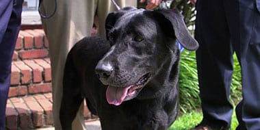 Chris Sacra's dog Sophie Chris Sacra's dog Sophie