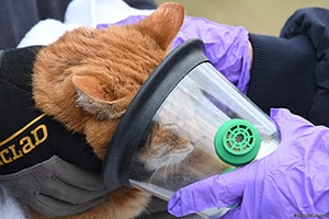 Suchorsky Family cat getting oxygen.