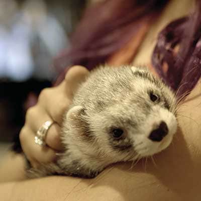One of the pet ferrets that was saved.