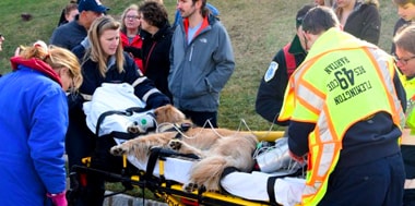 The Surchosky Family's Pet LifeSaver Story The Surchosky Family's Pet LifeSaver Story