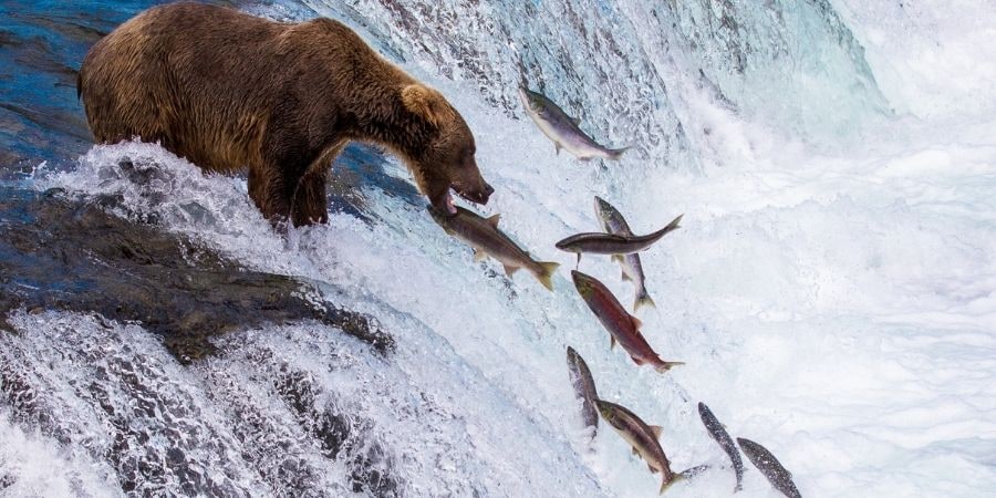 alaska brown bear catching fish