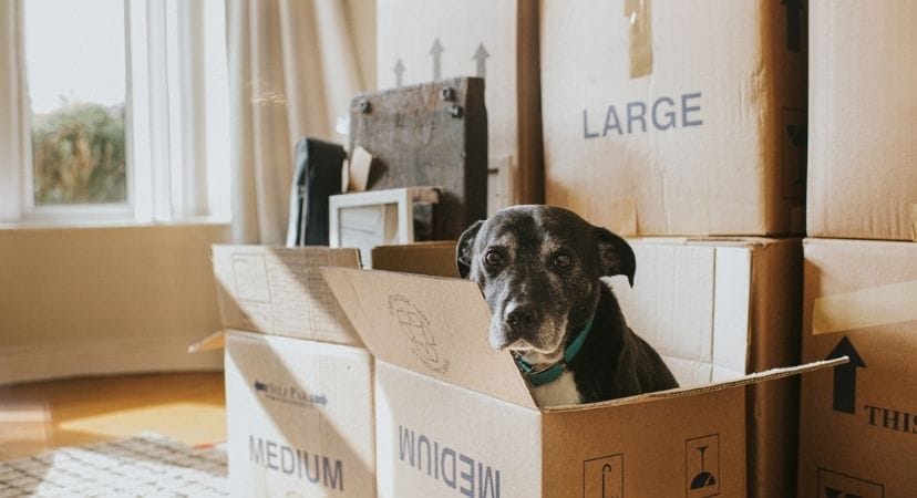 Where to Buy Moving Boxes… Plus, How to Get Them for Free Dog inside a cardboard box