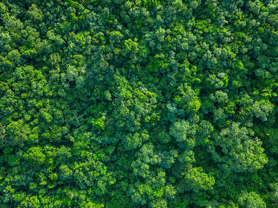 A tropical green forest from a bird’s eye view. A tropical green forest from a bird’s eye view.