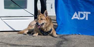 The family’s beloved German Shepherd, Bob The family’s beloved German Shepherd, Bob