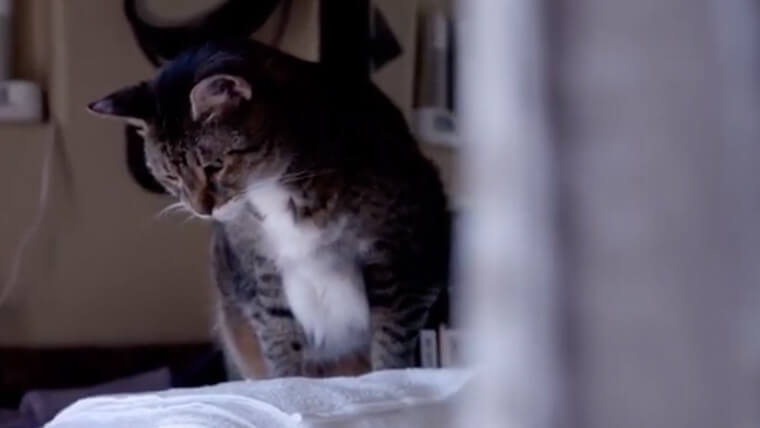 Two Cats, A Candle & A Note Two Cats, A Candle & A Note