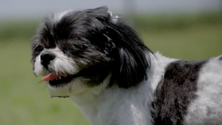 Lou Lou's Lucky Day Lou Lou's Lucky Day