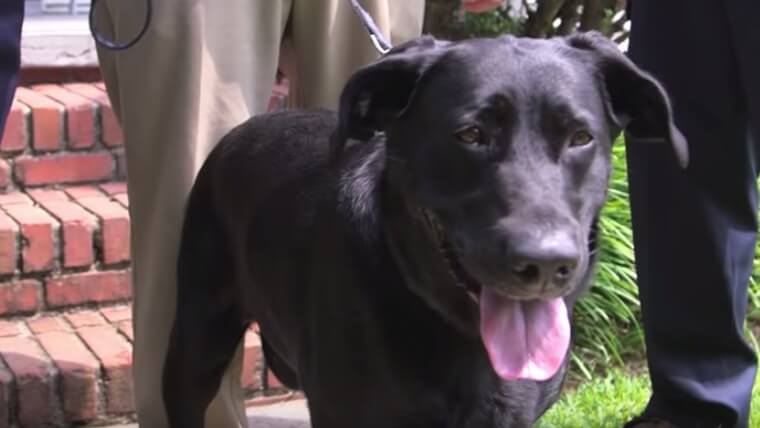 A Pet Isn't Going to Call 911 A Pet Isn't Going to Call 911