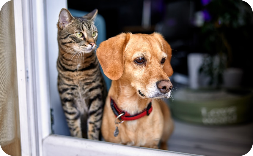 Dog and cat looking out of a window, illustrating a pet-friendly home security environment.