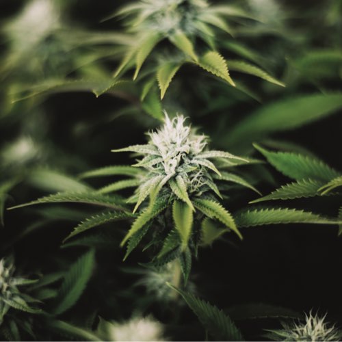 Cannabis plants