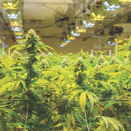 Cannabis plants in commercial grow room