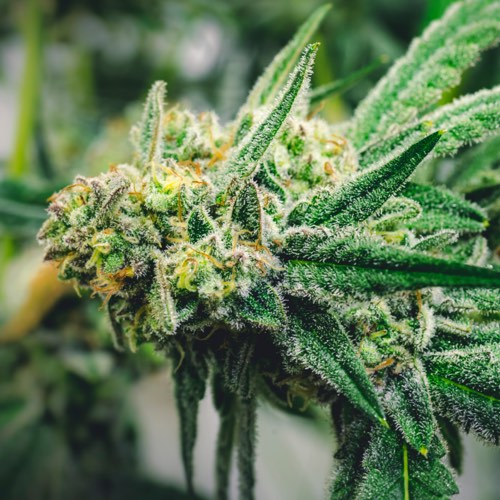 Cannabis bud in commercial grow room