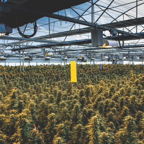 Cannabis image