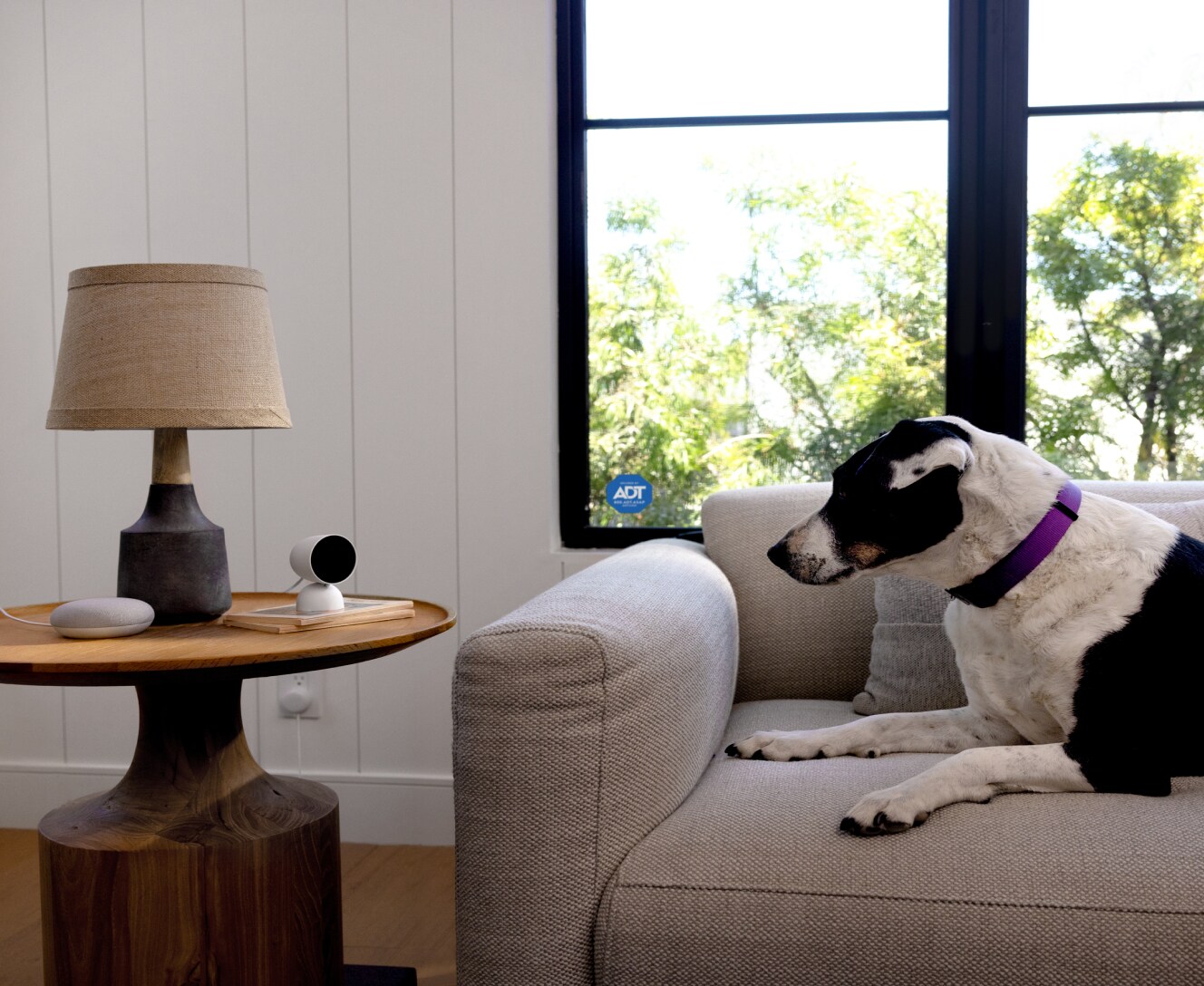 Dog on the couch looking at an ADT indoor camera Dog on the couch looking at an ADT indoor camera